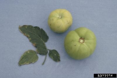 Tomato Bacterial Canker Disease – Treating Tomatoes With Bacterial Canker