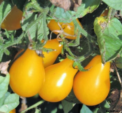 Yellow Pear Tomato Info – Tips On Yellow Pear Tomato Care