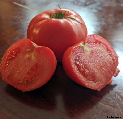 Tropic Tomato Care – How To Grow Tomato ‘Tropic’ Plants