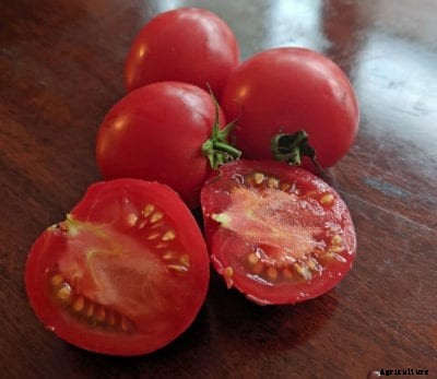 Arkansas Traveler Care – How To Grow Arkansas Traveler Tomatoes