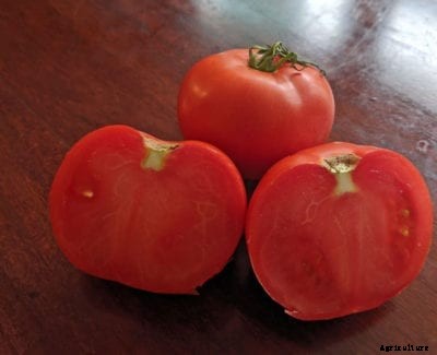 Champion Tomato Uses And More – How To Grow A Champion Tomato Plant