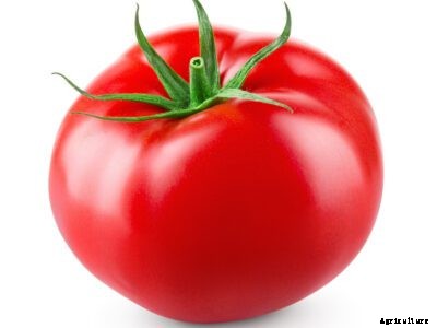 Eva Purple Ball Care: How To Grow An Eva Purple Ball Tomato Plant