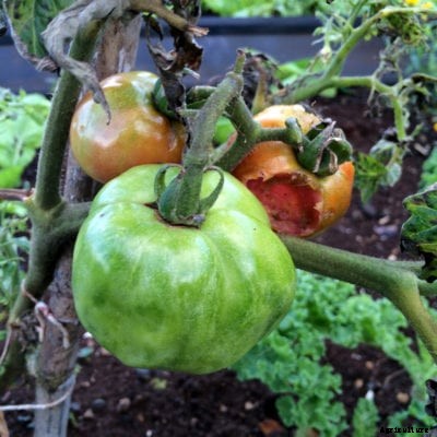 Tomato Spotted Wilt Virus: Treating Tomatoes With Spotted Wilt Virus