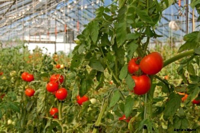 Greenhouse Tomato Plant Care: Tips For Growing Tomatoes In A Greenhouse