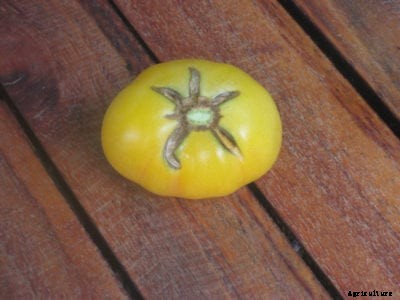 Garden Peach Tomato Care – How To Grow A Garden Peach Tomato Plant