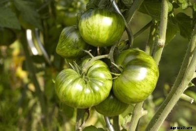 Green Zebra Tomatoes: How To Grow Green Zebra Plants In The Garden