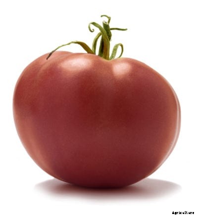Growing Caspian Pink Tomatoes: What Is A Caspian Pink Tomato