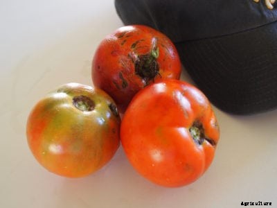 Better Boy Tomato Info – How To Grow A Better Boy Tomato Plant