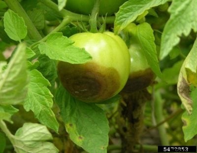 Buckeye Rot Of Tomato Plants: How To Treat Tomatoes With Buckeye Rot