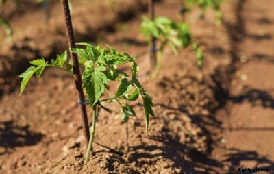 Tomatoes For Arid Climates – Types Of Drought And Heat Tolerant Tomatoes