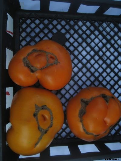 Azoychka Tomato Information: Growing Azoychka Tomatoes In The Garden