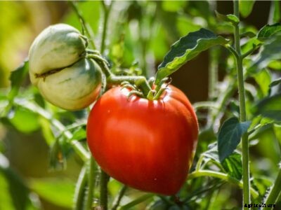 Early Girl Tomato Care – Learn How To Grow Early Girl Tomatoes