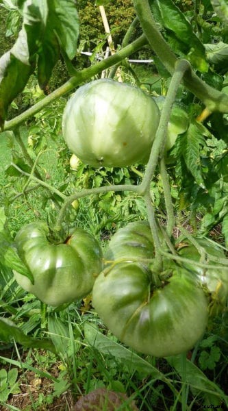 Aunt Ruby’s Tomatoes: Growing Aunt Ruby’s German Green Tomatoes In The Garden