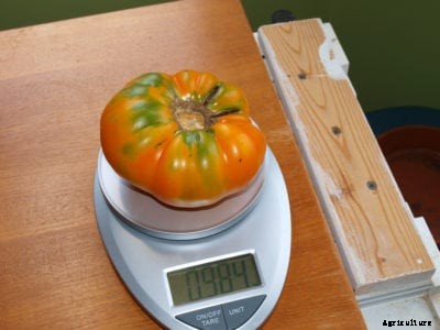 Kellogg’s Breakfast Tomato Care – Growing A Kellogg’s Breakfast Plant