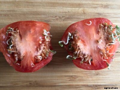 Tomato Vivipary: Learn About Seeds Germinating In A Tomato