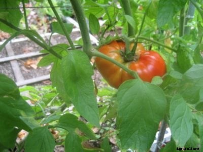 Beefmaster Tomato Info: How To Grow Beefmaster Plants