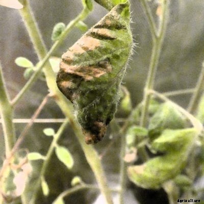 What Is Botryosporium Mold: Treating Tomato Botryosporium Mold In Gardens