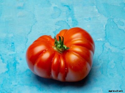 What Is A Brandywine Tomato – Tips On Growing Pink Brandywine Tomatoes