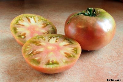 Cherokee Purple Tomato Info – How To Grow A Cherokee Purple Tomato Plant