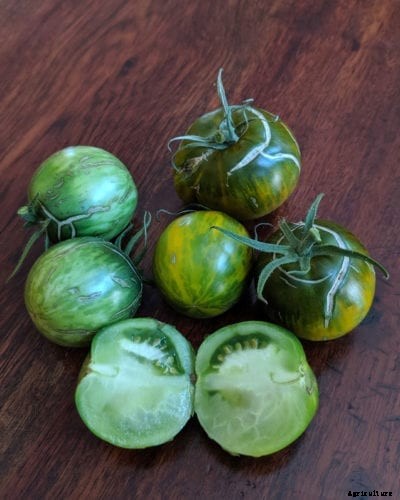 Moldovan Green Tomato Facts: What Is A Green Moldovan Tomato