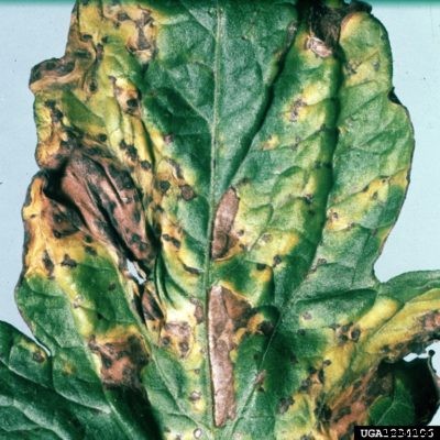 Tomato Gray Leaf Spot Control: Managing Gray Leaf Spot On Tomatoes