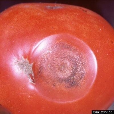 Tomato Anthracnose Information: Learn About Anthracnose Of Tomato Plants
