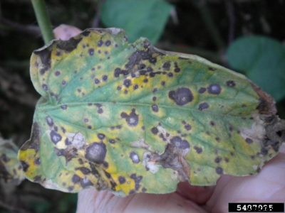 What Is Tomato Leaf Mold – Managing Tomatoes With Leaf Mold