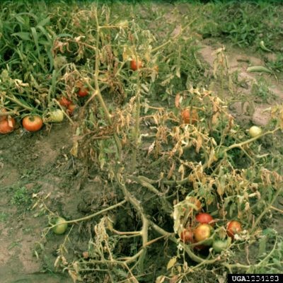 Controlling Tomato Southern Blight: How To Treat Southern Blight Of Tomatoes