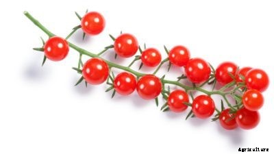 Wild Tomato Information: Learn About Growing Wild Tomatoes