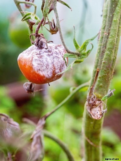 Gray Mold Of Tomatoes: How To Treat Gray Mold In Tomato Plants