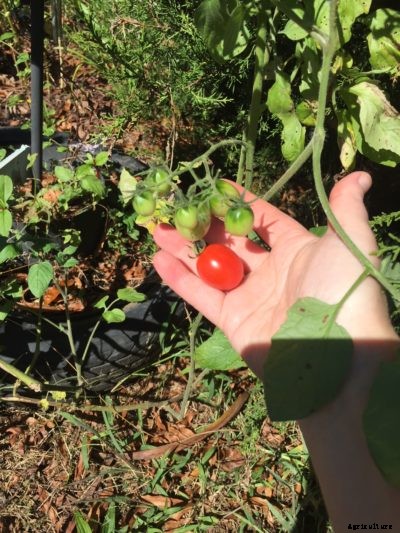Are Volunteer Tomatoes A Good Thing – Learn About Volunteer Tomato Plants