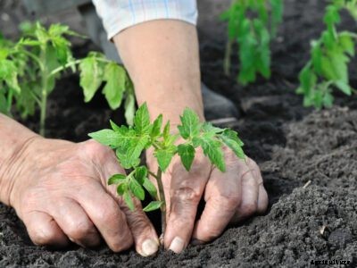 Tomato Seedling Problems : Learn About Diseases Of Tomato Seedlings