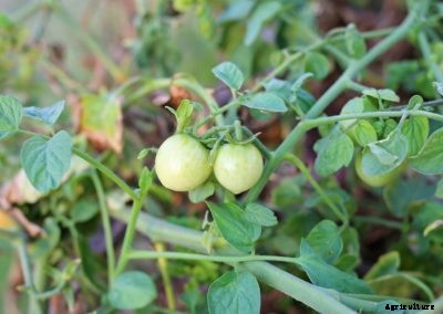 Causes Of Small Tomatoes – Why Does Tomato Fruit Stay Small