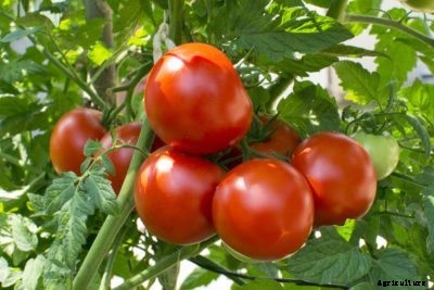 Mid-Season Tomato Info – Tips For Planting Main Crop Tomato Plants