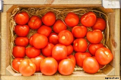 Best Storage Tomatoes: How To Grow Long Keeper Tomatoes
