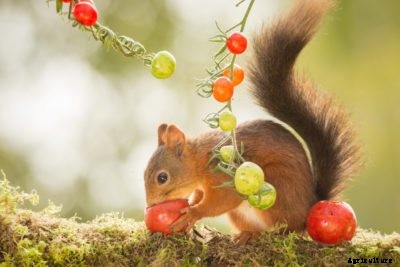Keeping Squirrels Out Of Gardens: Tips On Protecting Tomatoes From Squirrels