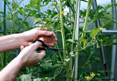 Pruning Tomato Plants – Tips On Removing Tomato Plant Leaves