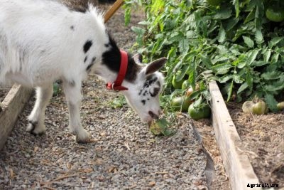Tomato Plant Protection: How To Protect Tomato Plants From Animals