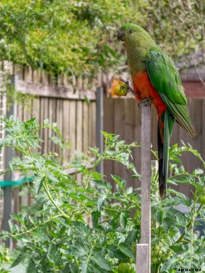 Birds Are Eating My Tomatoes – Learn How To Protect Tomato Plants From Birds