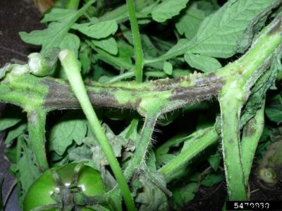 Black Stems On Tomatoes: Treating Tomato Stem Diseases In The Garden