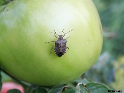 Stink Bugs On Tomatoes: Learn About Leaf-Footed Bug Damage To Tomatoes