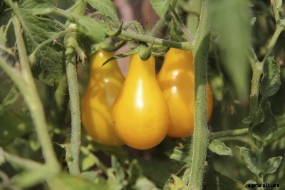 Hot Climate Tomatoes: How To Grow Tomatoes In Warm Climates