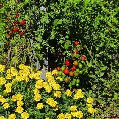 Tomato Companions: Learn About Plants That Grow With Tomatoes