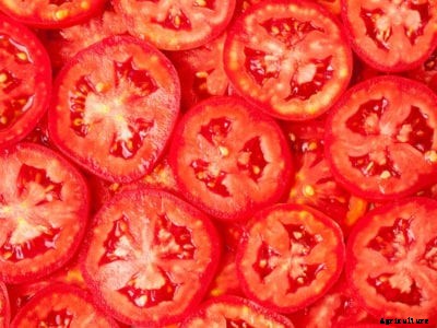 Planting Tomato Slices: Learn How To Grow A Tomato From Sliced Fruit