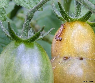 Tomato Plant Insect Pests: Tips For Treating Pests On Tomatoes