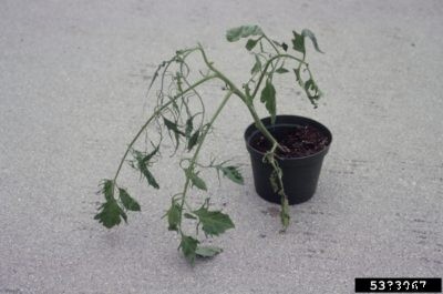 Tomato Mosaic Virus Symptoms: Managing Tomato Mosaic Virus