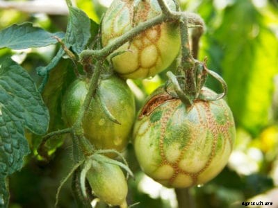 Zippers On Tomatoes – Information About Tomato Fruit Zippering