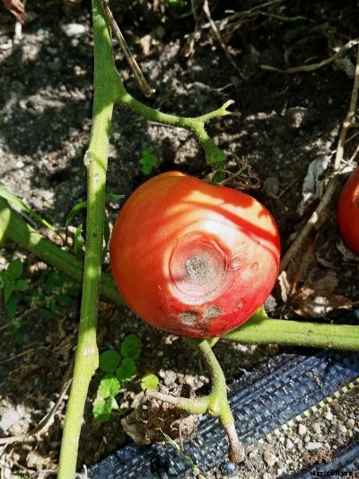 Target Spot On Tomato Fruit – Tips On Treating Target Spot On Tomatoes