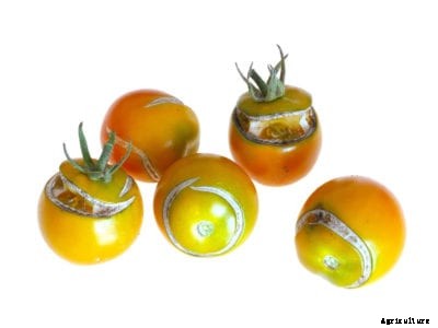 Are Split Tomatoes Safe To Eat: Edibility Of Cracked Tomatoes On The Vine