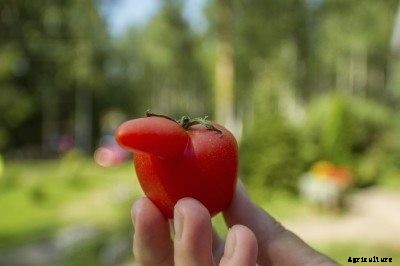 Tomato Fruit Problems – Reasons For Weird Shaped Tomatoes